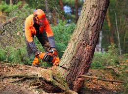 Best Tree Disease Treatment  in Elwood, IL